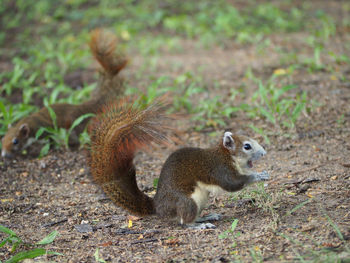 Close-up of squirrel