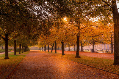 Trees in park during autumn