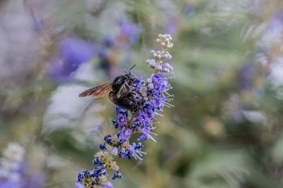 Bee pollinating on flower