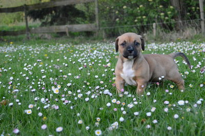 Portrait of dog on field