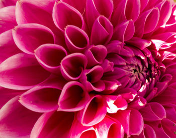 Close-up of pink dahlia