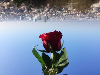 Close-up of red rose blooming outdoors