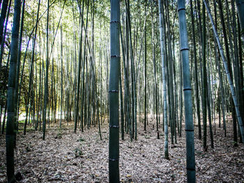 Bamboo trees in forest