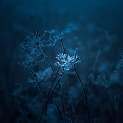 Frozen plants in a dark winter morning scenery. snowy scenery.