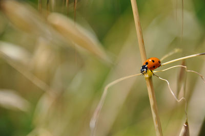 Close-up of ladybug on plant