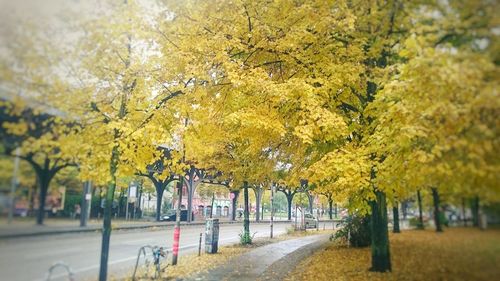 Close-up of trees during autumn