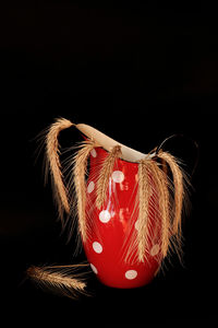 Close-up of wheat plants in red jug against black background