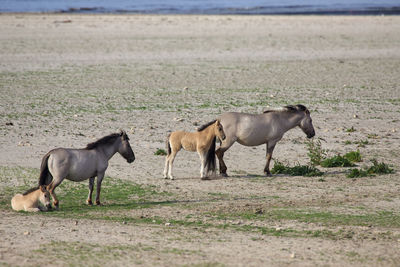 Side view of horses on landscape