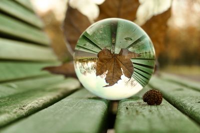 Close-up of plant