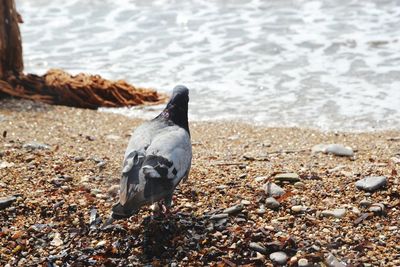 View of bird on beach