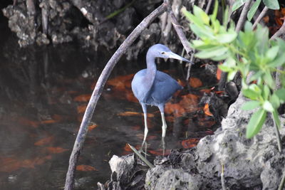 Bird perching on rock in forest