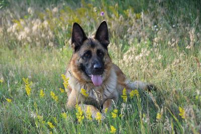 Portrait of dog in field