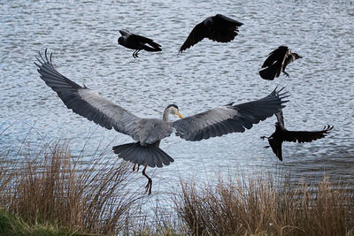 Birds flying over lake