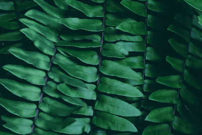 Full frame shot of green leaves