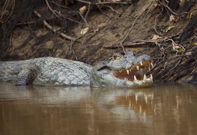 Closeup side on portrait of black caiman melanosuchus niger in water with jaw open, bolivia.