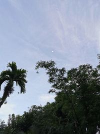 Low angle view of coconut palm trees against sky