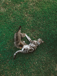High angle view of cats playing on field