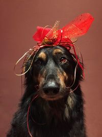 Portrait of dog wearing hat