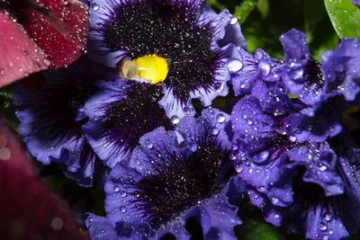 Close-up of purple flowers