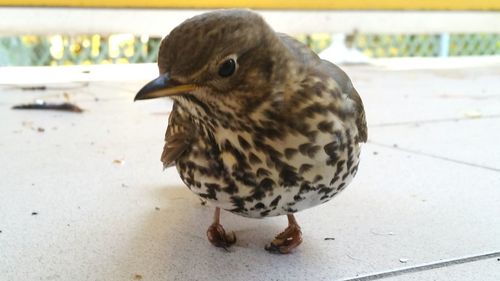 Close-up of bird perching on branch