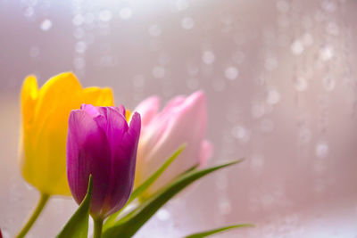 Close-up of pink lotus water lily