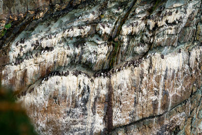 Close-up of lichen on rock