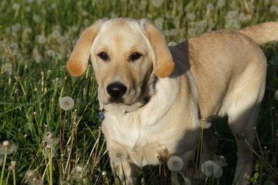 Close-up portrait of dog on grass