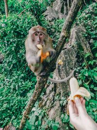Man eating fruit on tree