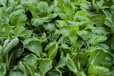Full frame shot of plants