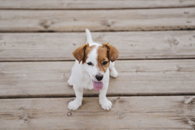 Portrait of dog on wooden floor