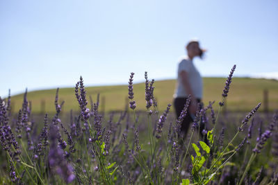 Purple flowering plants on field against sky