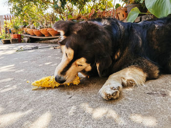 Dog sleeping
