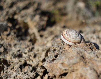 Close-up of snail on rock