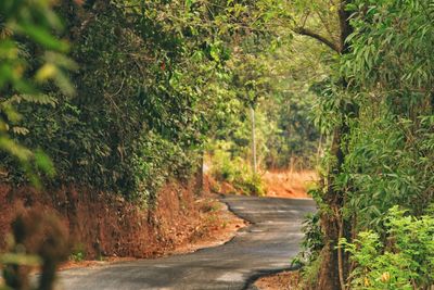 Road amidst trees on landscape