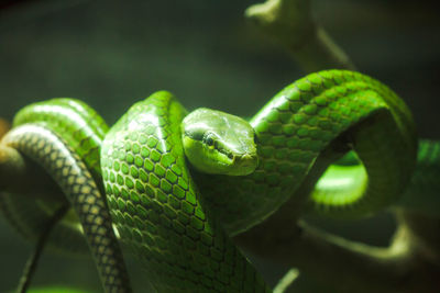 The boa constrictor is a beautiful snake.