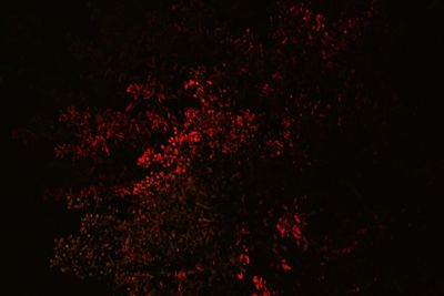 Defocused image of illuminated plants at night