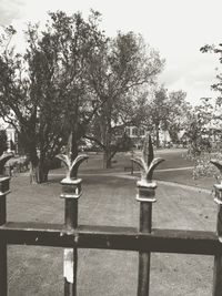 Close-up of horse against trees