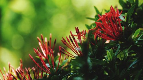 Close-up of red flowering plant