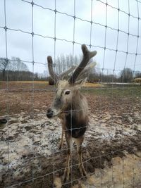 Deer standing in a field