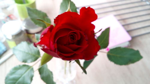 Close-up of red rose