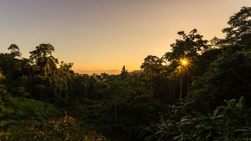 Trees in forest against sky during sunset