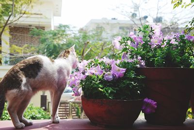 Cat by potted plants against building during sunny day