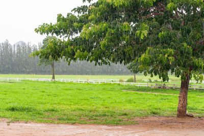 Scenic view of trees on field