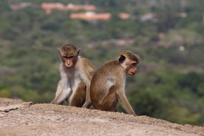 Monkey sitting on stone wall