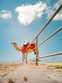 Camel standing on landscape against sky