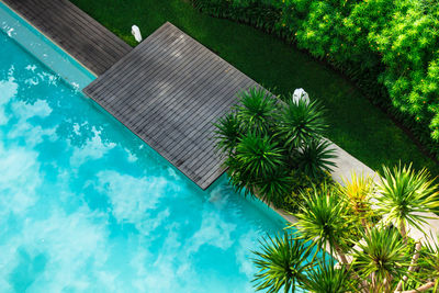 Palm tree by swimming pool against blue sky