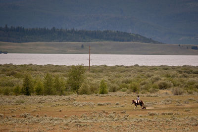 Man riding horse at yellowstone national park
