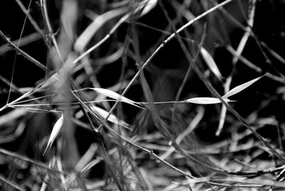 Close-up of grass