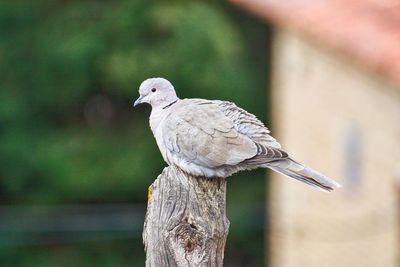 Close-up of bird perching on wooden post