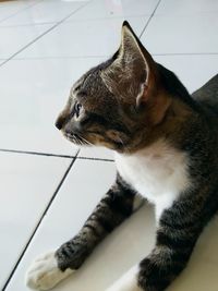 Close-up of a cat looking away